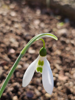 /album/rarity-a-novinky-2026-predjari/galanthus-elwesii-kite-jpg/